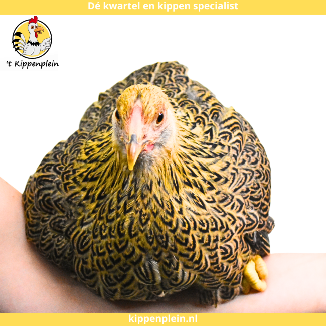 foto van kleur Meerzomig geelpatrijs