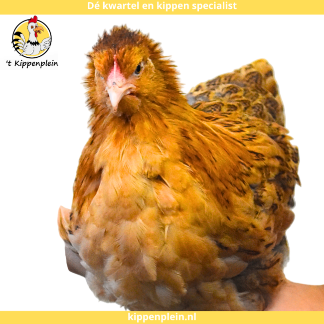 foto van kleur Buff-blauwcolumbia