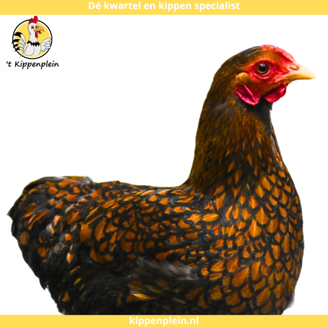 foto van kleur Goudzwartgezoomd