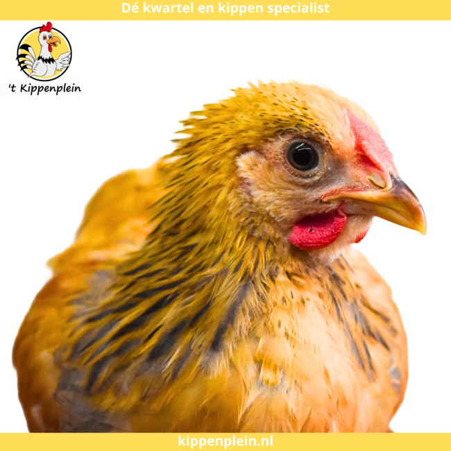 foto van kleur Buff-blauwcolumbia
