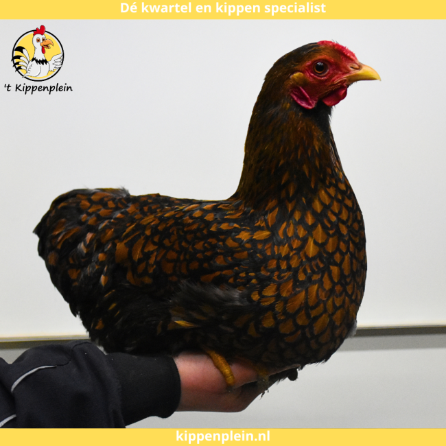 foto van kleur Goudzwartgezoomd