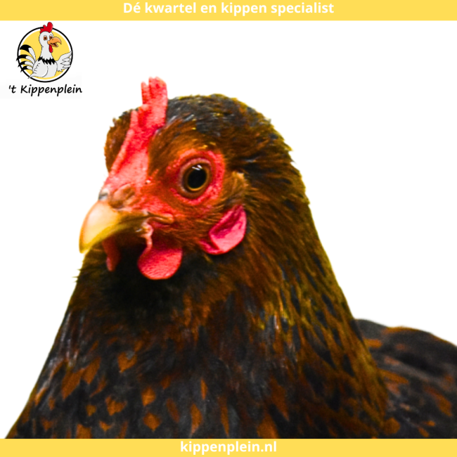 foto van kleur Goudzwartgezoomd
