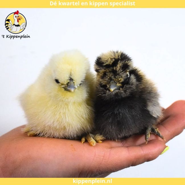 foto van kleur Diverse Kleuren