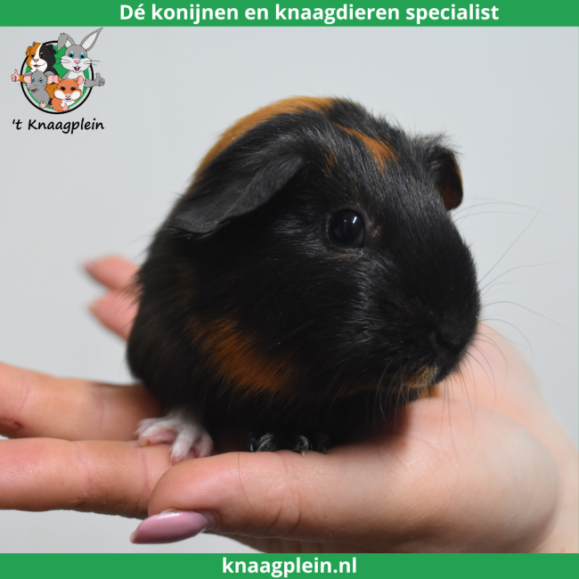 foto van kleur Zwart / Rood