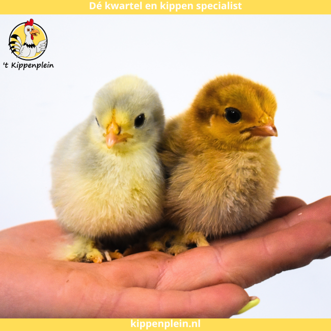 foto van kleur Diverse Kleuren