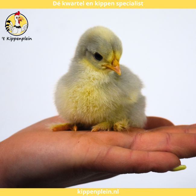 foto van kleur Parelgrijs