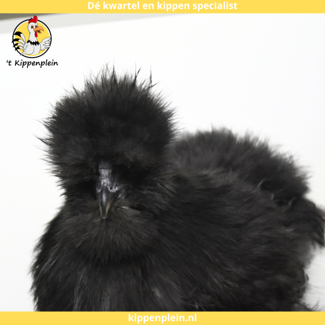 foto van kleur Zwart