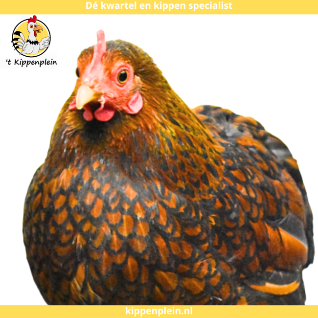 foto van kleur Goudzwartgezoomd