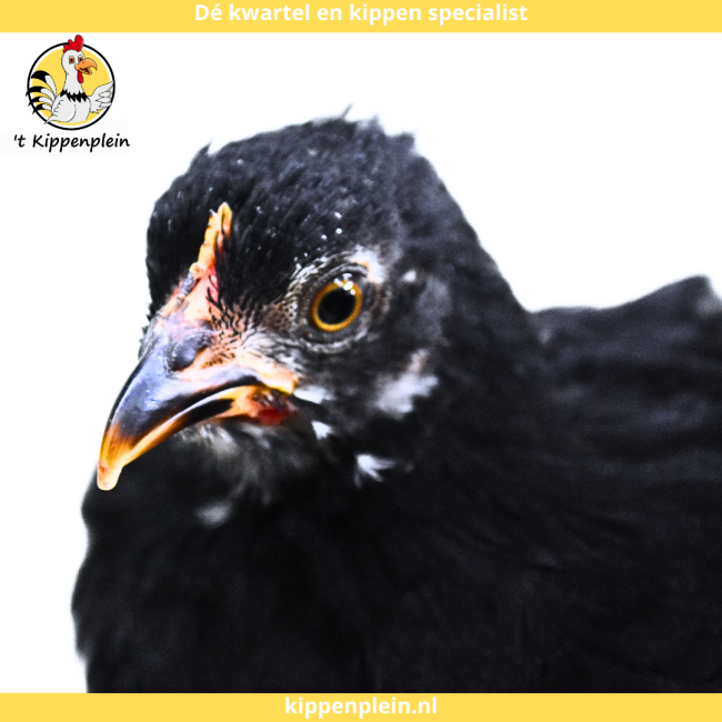 foto van kleur Zwart-Wit Gepareld
