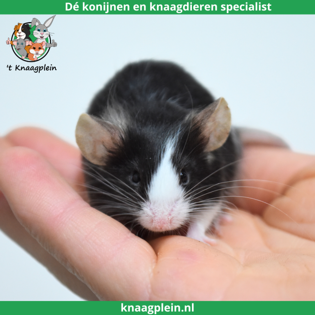 foto van kleur Zwart bont