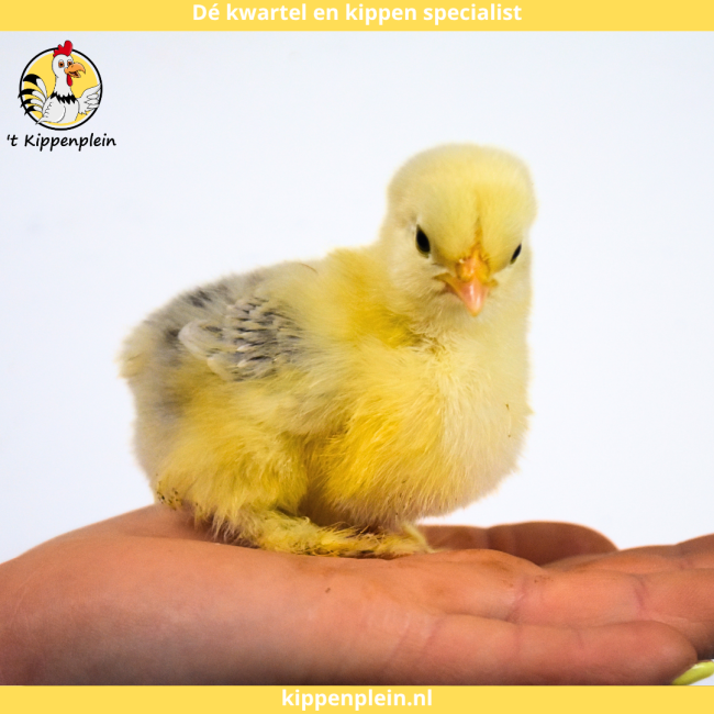 foto van kleur Diverse Kleuren