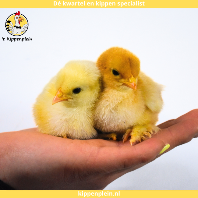 foto van kleur Diverse Kleuren