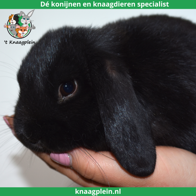 foto van kleur Zwart