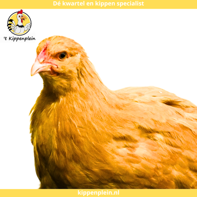 foto van kleur Buff