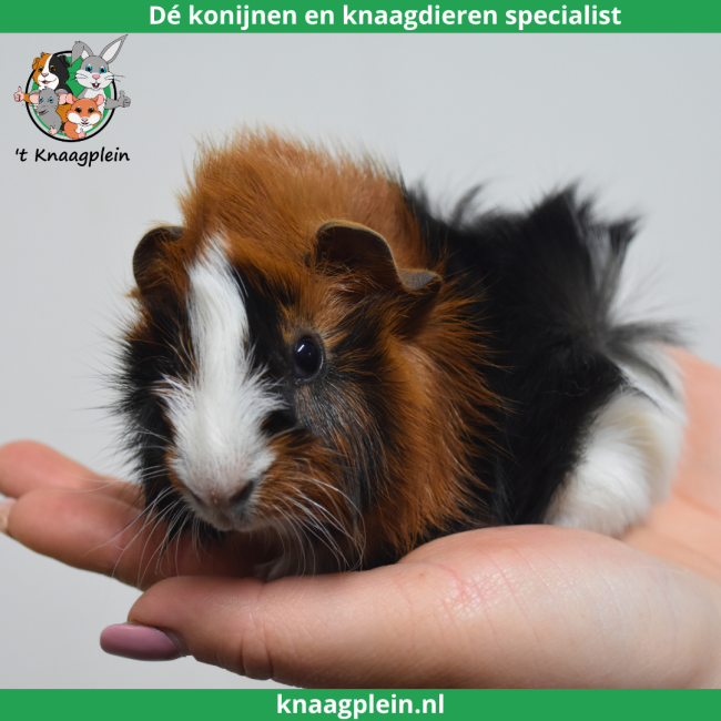 foto van kleur Zwart / rood / wit