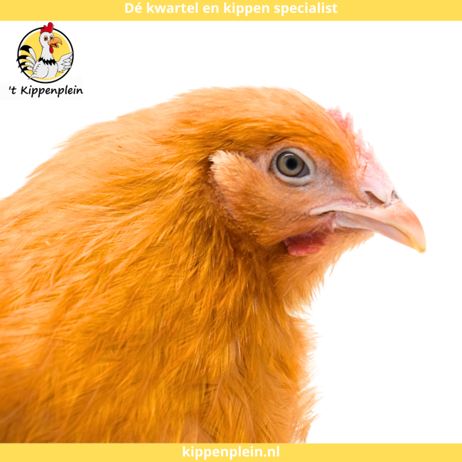 foto van kleur Buff