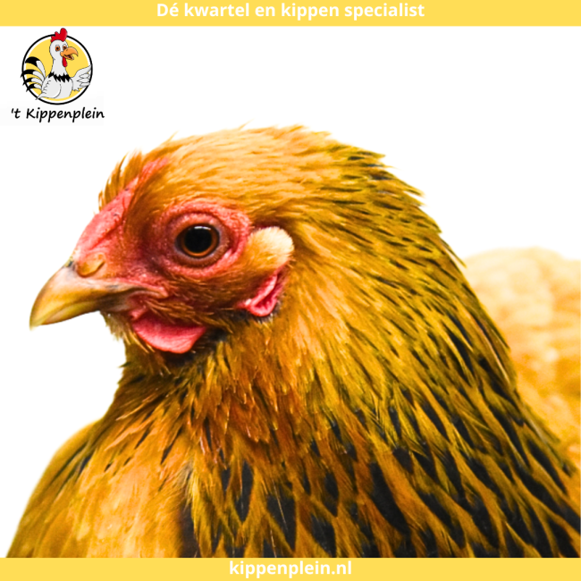 foto van kleur Buff-zwartcolumbia