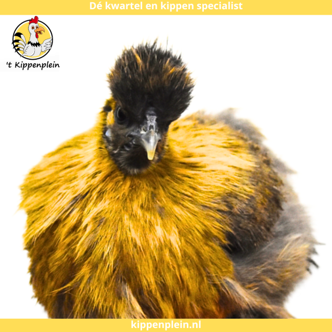 foto van kleur Goudpatrijs