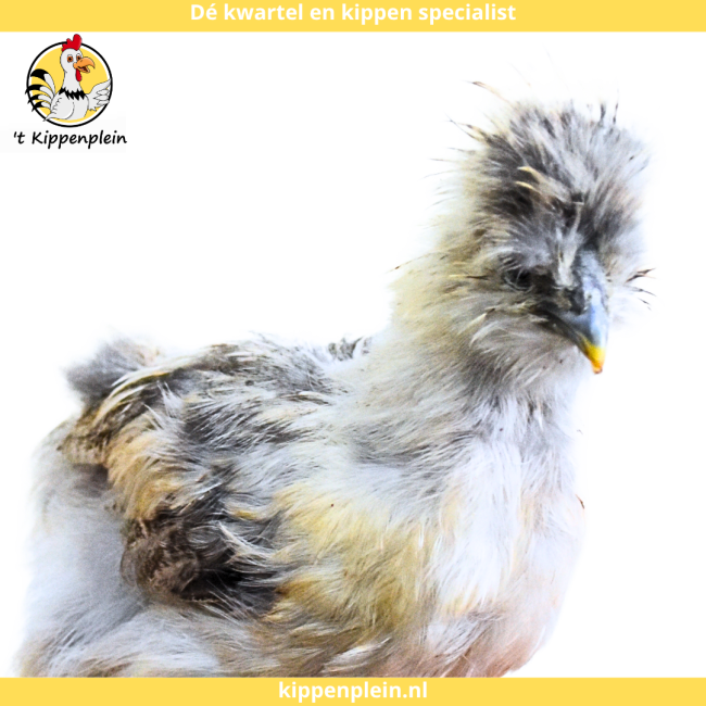 foto van kleur Parelgrijs