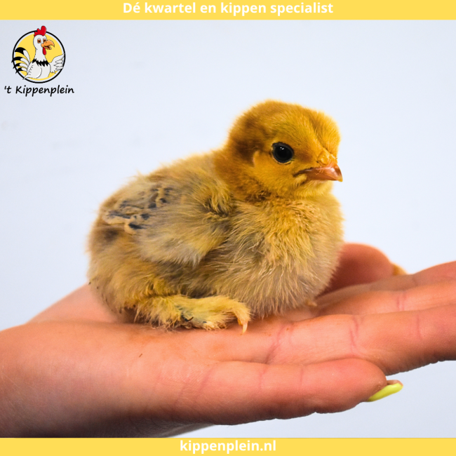 foto van kleur Diverse Kleuren